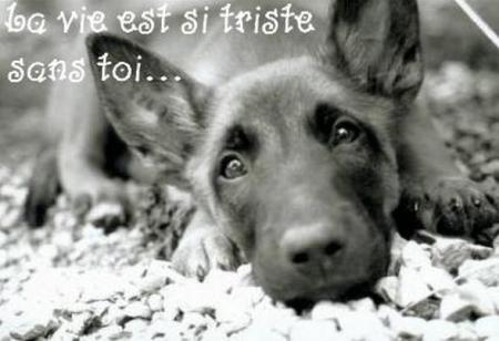 La vie est si triste !!